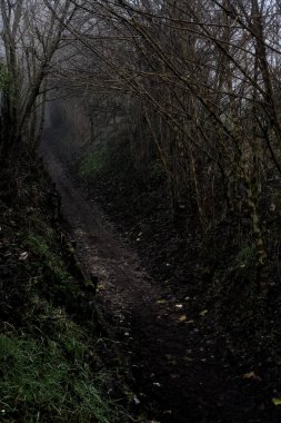 Sisli bir günde tepesinde ağaçlar olan bir ormanda toprak yol.