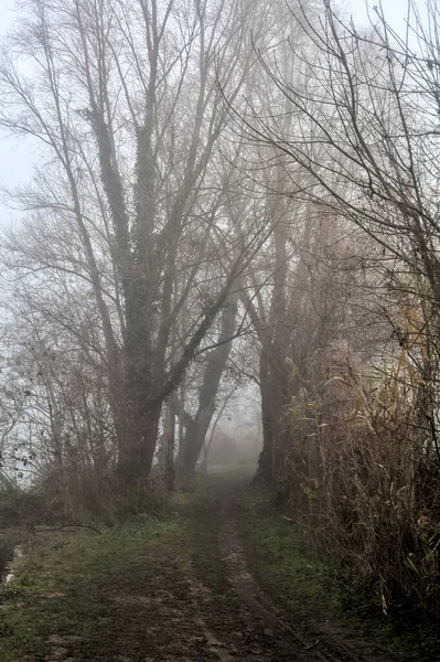 冬のイタリアの田舎の霧の日に川のほとりの公園の道 — ストック写真
