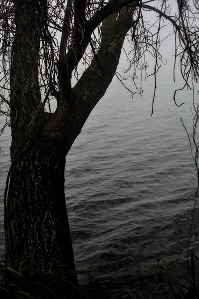Согнутое Дерево Берега Реки Туманный Зимний День — стоковое фото