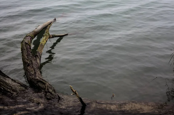 Ondergedompelde Kale Boom Een Rivier Een Mistige Dag — Stockfoto