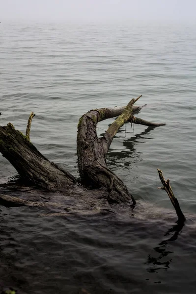 Submerged Bare Tree River Foggy Day — стоковое фото