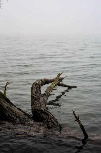 Submerged Bare Tree River Foggy Day — Photo