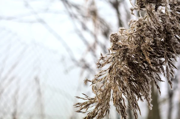 Toppen Käpp Med Molnig Himmel Som Bakgrund Täckt Frost Dimmig — Stockfoto