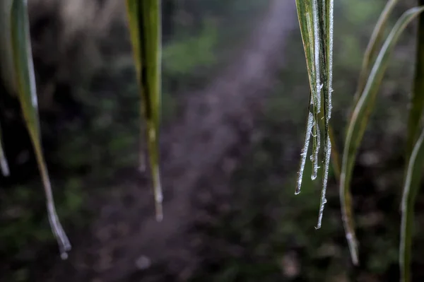 Leaves Frost Frozen Drops Them Seen Close — Stockfoto