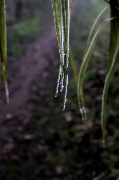 Leaves Frost Frozen Drops Them Seen Close — стоковое фото