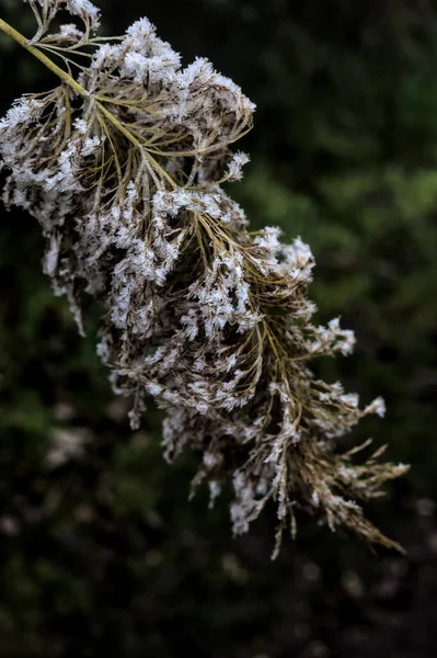 Toppen Käpp Med Molnig Himmel Som Bakgrund Täckt Frost Dimmig — Stockfoto