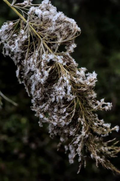 Top Cane Cloudy Sky Background Covered Frost Foggy Day — Stockfoto