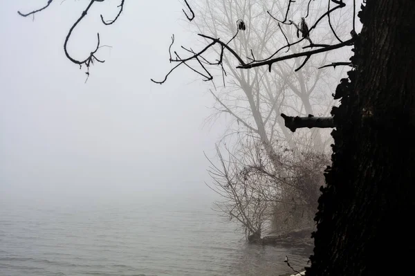 Shore River Bare Trees Foggy Day Italian Countryside — Stockfoto