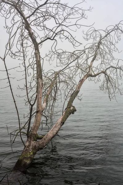 Submerged Bare Tree River Foggy Day — Photo