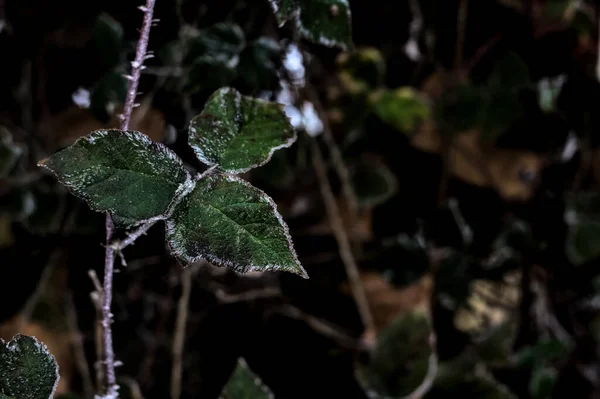 Leaves Covered Hoarfrost Seen Close — Stockfoto