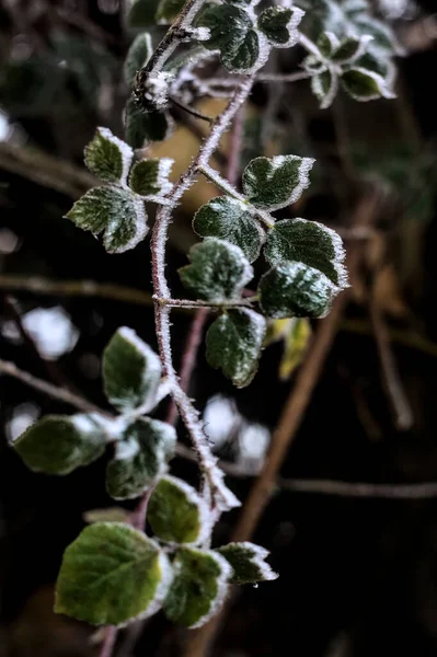 Leaves Covered Hoarfrost Seen Close — Stockfoto
