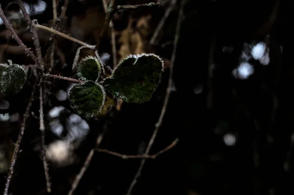 Yapraklar Kırağı Kaplamış Yakından Görülüyor — Stok fotoğraf
