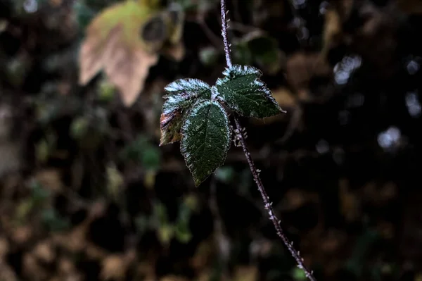 Leaves Covered Hoarfrost Seen Close — Stock Fotó