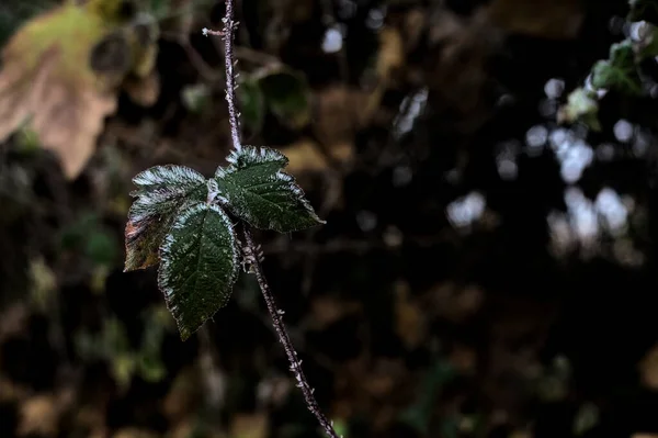 Leaves Covered Hoarfrost Seen Close — Stock Photo, Image