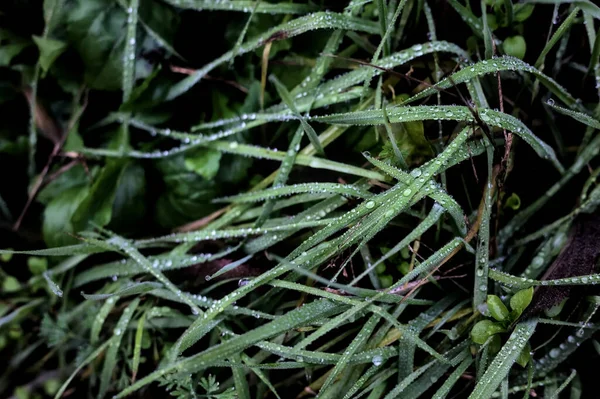 Blades Grass Dew Drops Them Seen Close — Stockfoto