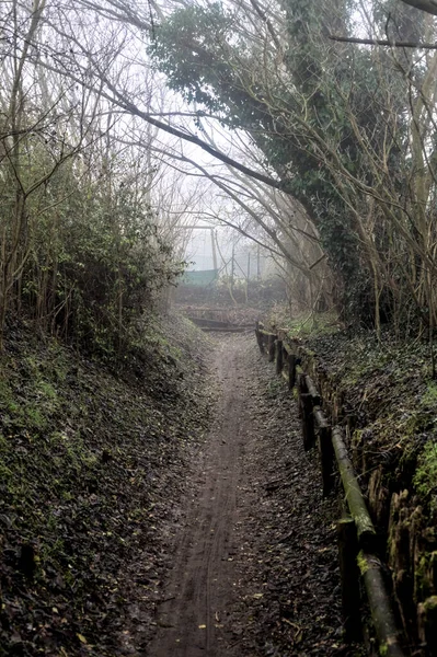 Dirt Path Forest Trees Arching Top Foggy Day — Stockfoto