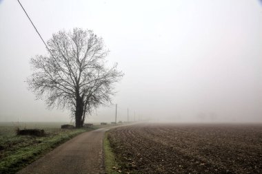 Road with a poplar and an over head power line in the italian countryside on a foggy day in winter