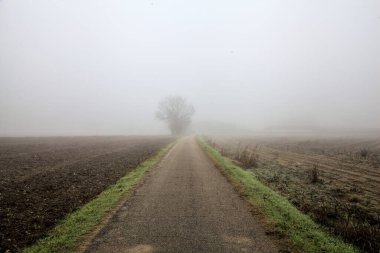 Country road with a group of bare poplars at its edge on a foggy day in winter