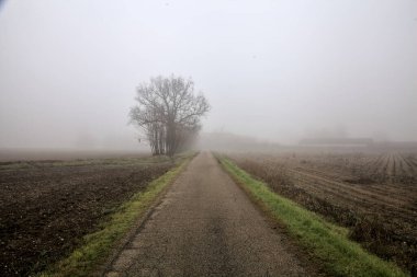 Country road with a group of bare poplars at its edge on a foggy day in winter