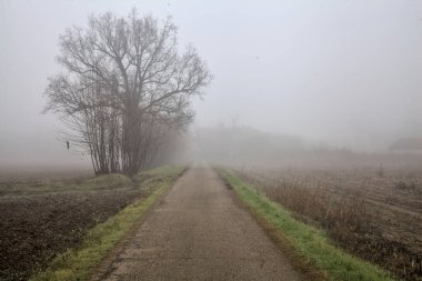 Country road with a group of bare poplars at its edge on a foggy day in winter