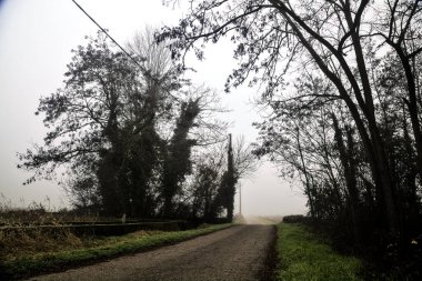 Country road that passes through a group of bare trees on a foggy day in the italian countryside in winter