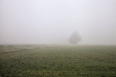 Ploughed field with a bare tree in the distance on a foggy day in winter