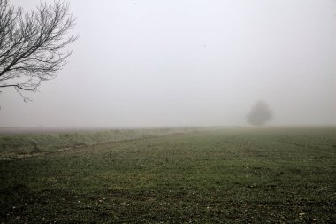 Ploughed field with a bare tree in the distance on a foggy day in winter