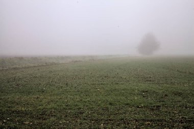 Ploughed field with a bare tree in the distance on a foggy day in winter