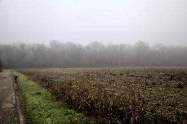 Gravel road bordered by a forest and a stream of water on a foggy day in winter