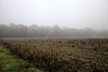 Gravel road bordered by a forest and a stream of water on a foggy day in winter