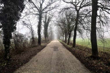 Country road bordered by bare linden trees on a foggy day in winter
