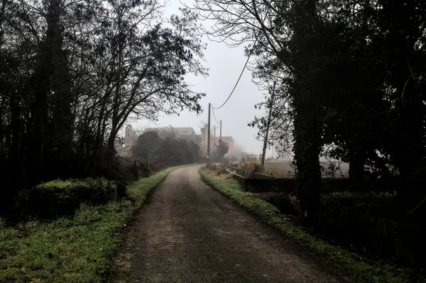 Country Road Passes Group Bare Trees Foggy Day Italian Countryside — 스톡 사진