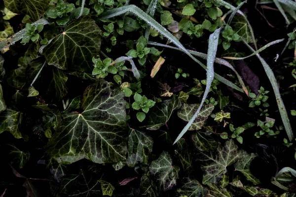 Ivy and grass with dew drops seen up close and from above