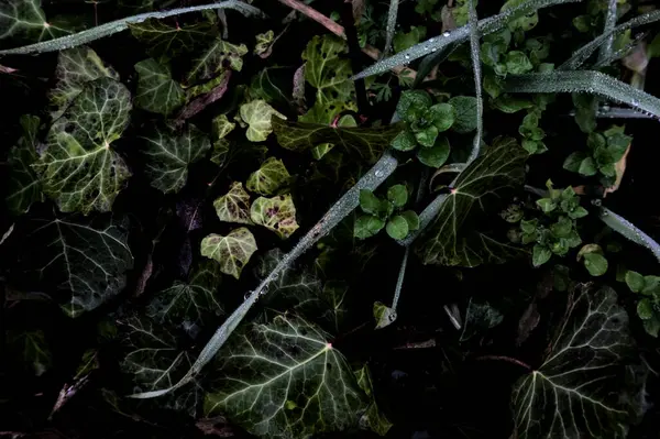 Ivy Grass Dew Drops Seen Close — Zdjęcie stockowe