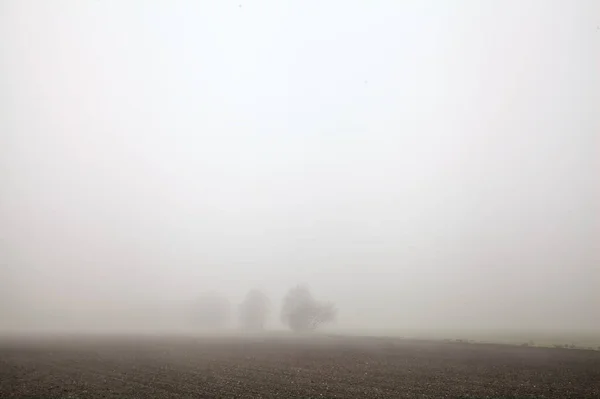 Campo Arado Con Árbol Desnudo Distancia Día Niebla Invierno —  Fotos de Stock