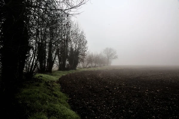 Group Trees Edge Field Foggy Day — стоковое фото
