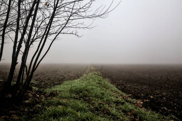 Cultivated Field Foggy Day Framed Bare Tree Branches — Stock Photo, Image