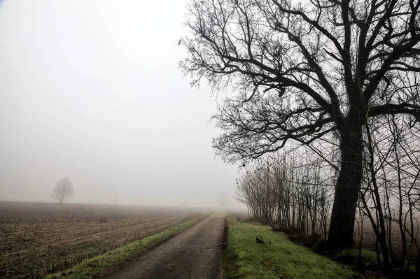 Country Road Group Bare Poplars Its Edge Foggy Day Winter — Photo