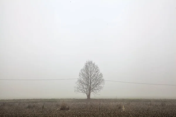 Ploughed Field Bare Tree Distance Foggy Day Winter — стоковое фото