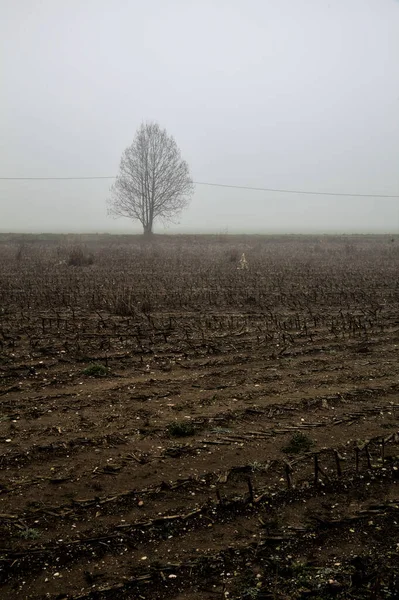 Ploughed Field Bare Tree Distance Foggy Day Winter — Stock Photo, Image