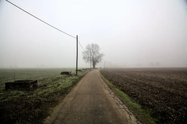 Road Poplar Head Power Line Italian Countryside Foggy Day Winter — стоковое фото