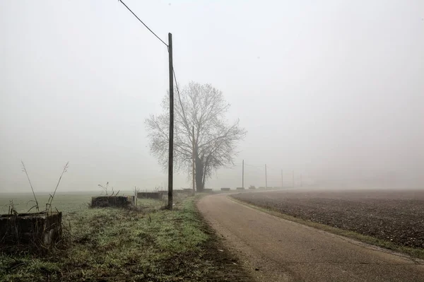 Road Poplar Head Power Line Italian Countryside Foggy Day Winter — стоковое фото