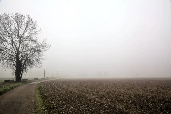 Road Poplar Head Power Line Italian Countryside Foggy Day Winter — Stockfoto