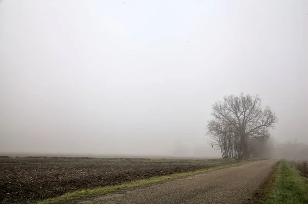 Country Road Group Bare Poplars Its Edge Foggy Day Winter — Stock Photo, Image