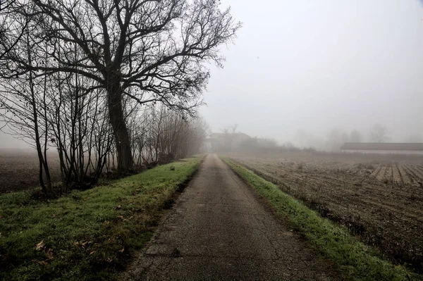 Country Road Group Bare Poplars Its Edge Foggy Day Winter — 스톡 사진