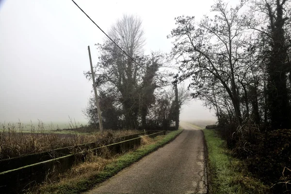 Country Road Passes Group Bare Trees Foggy Day Italian Countryside — 图库照片