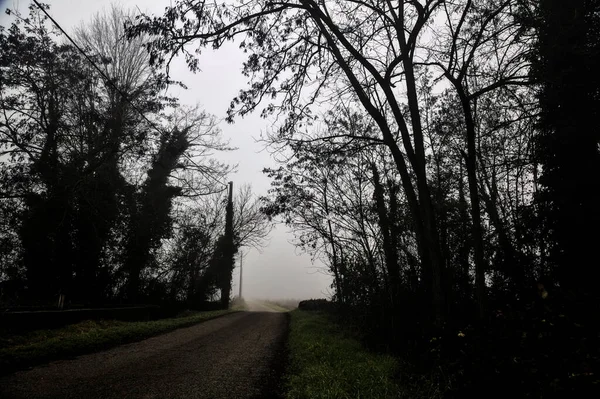 Country Road Passes Group Bare Trees Foggy Day Italian Countryside — Foto de Stock