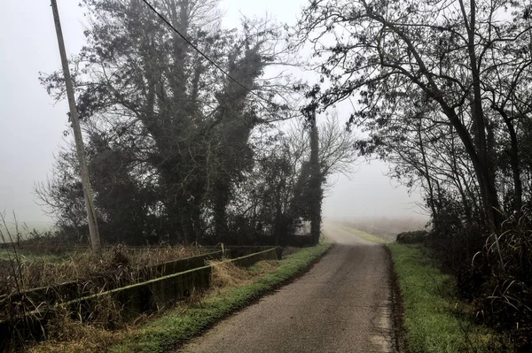 Country Road Passes Group Bare Trees Foggy Day Italian Countryside — 스톡 사진