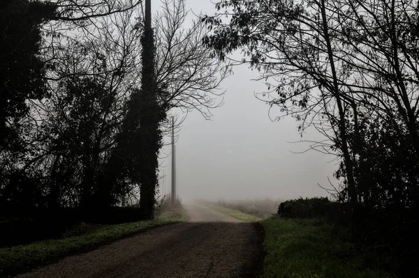 Country Road Passes Group Bare Trees Foggy Day Italian Countryside — Foto de Stock