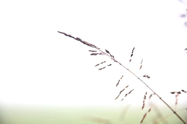 Brome Plant Dew Drops Foggy Day Winter —  Fotos de Stock